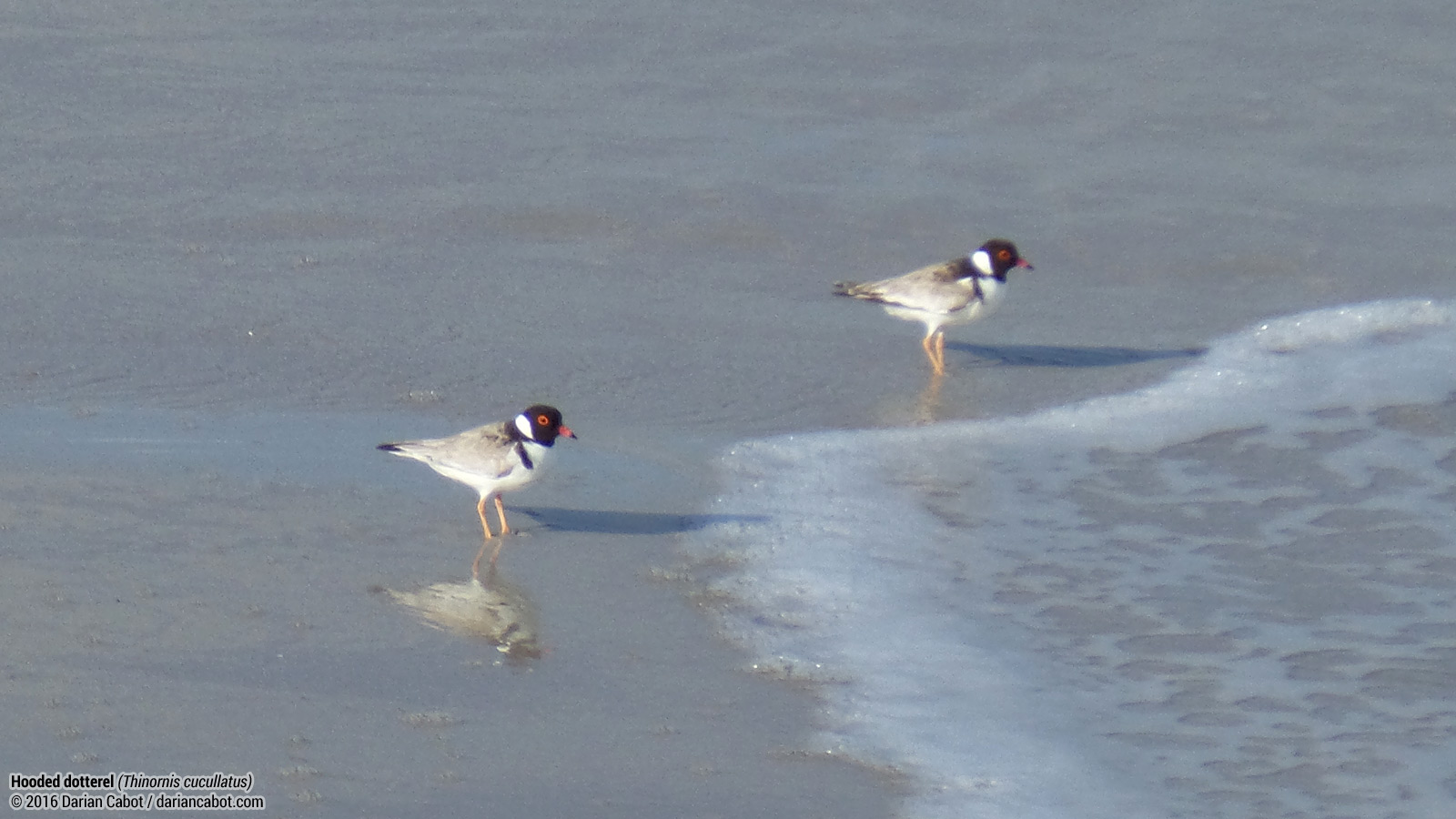 Hooded dotterel or hooded plover (Thinornis cucullatus)